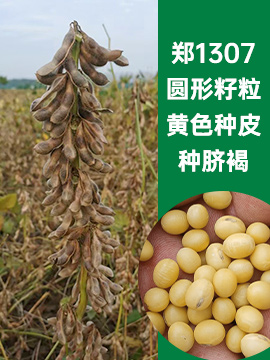 鄭1307